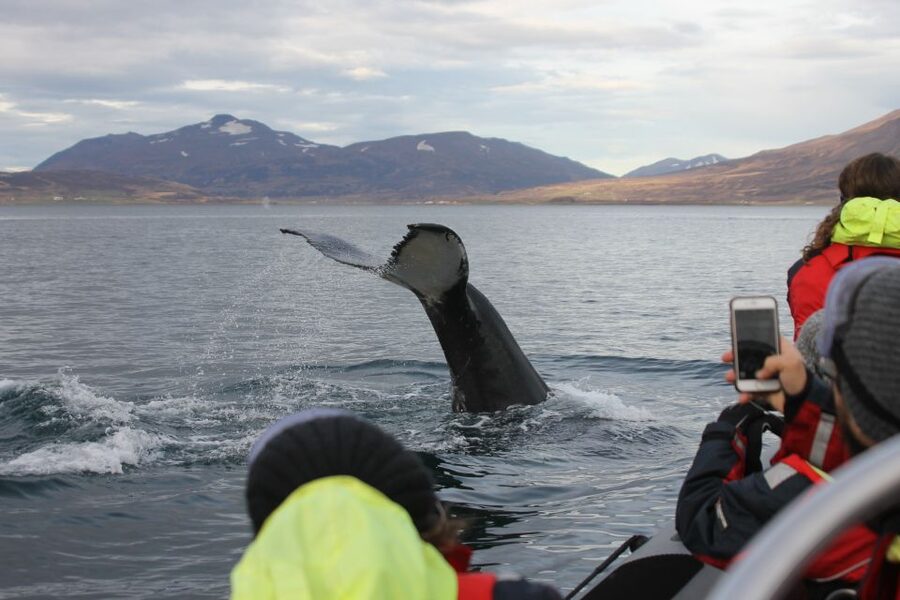 Akureyri: 2-Hour Whale Watching Express by RIB Speedboat - Key points to know before you book