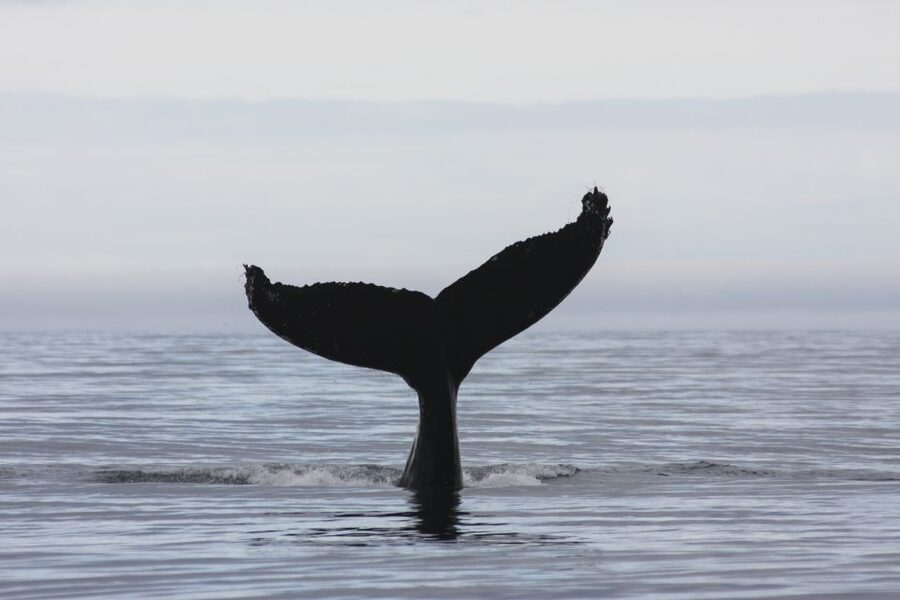 Akureyri: 2-Hour Whale Watching Express by RIB Speedboat - Who should book the Akureyri RIB whale tour?