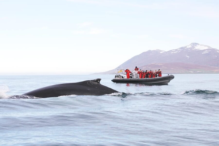 Akureyri: 2-Hour Whale Watching Express by RIB Speedboat - Leaving Akureyri on a fast RIB boat