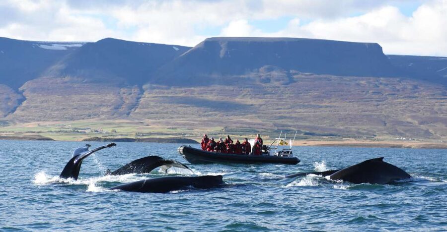 Akureyri: 2-Hour Whale Watching Express by RIB Speedboat - Humpbacks, minke whales, dolphins, and bird life