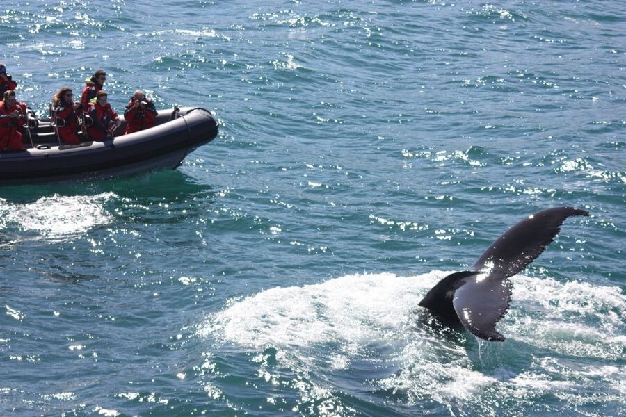 Akureyri: 2-Hour Whale Watching Express by RIB Speedboat - Is $200 a fair price?