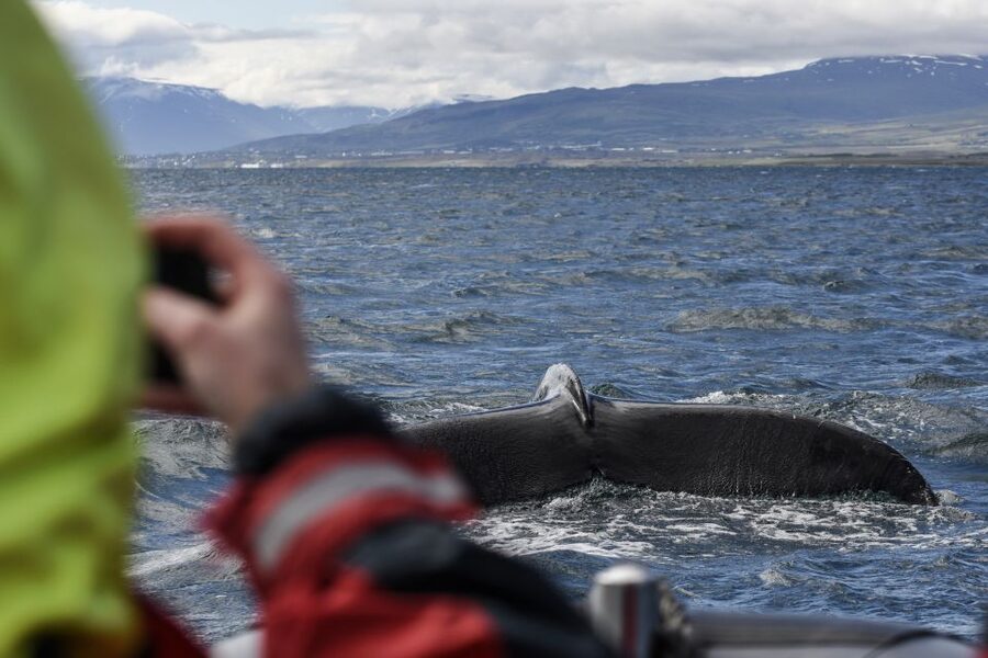 Akureyri: 2-Hour Whale Watching Express by RIB Speedboat - Why the RIB changes the whale-watching experience