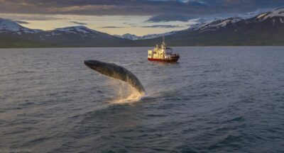 Akureyri: 3-Hour Classic Whale Watching Tour by Ship
