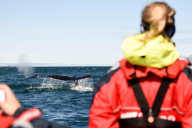 Akureyri Express Whale Watching by RIB boat - Meeting the crew at Akureyri’s central pier