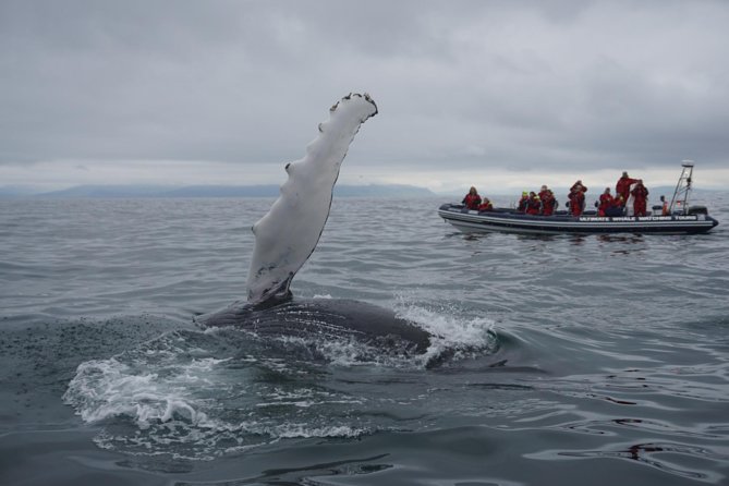 Akureyri Express Whale Watching by RIB boat - The ride into Eyjafjörður