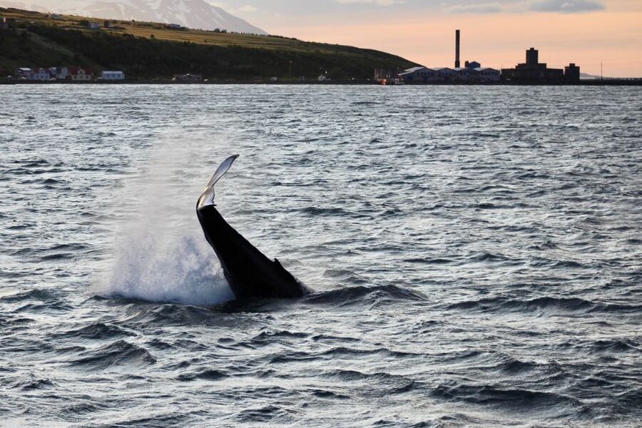 Akureyri: Whale Watching in the Midnight Sun - Setting out from Akureyri’s harbor