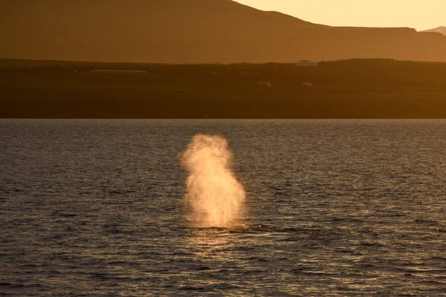 Akureyri: Whale Watching in the Midnight Sun - Is $101 a fair price?