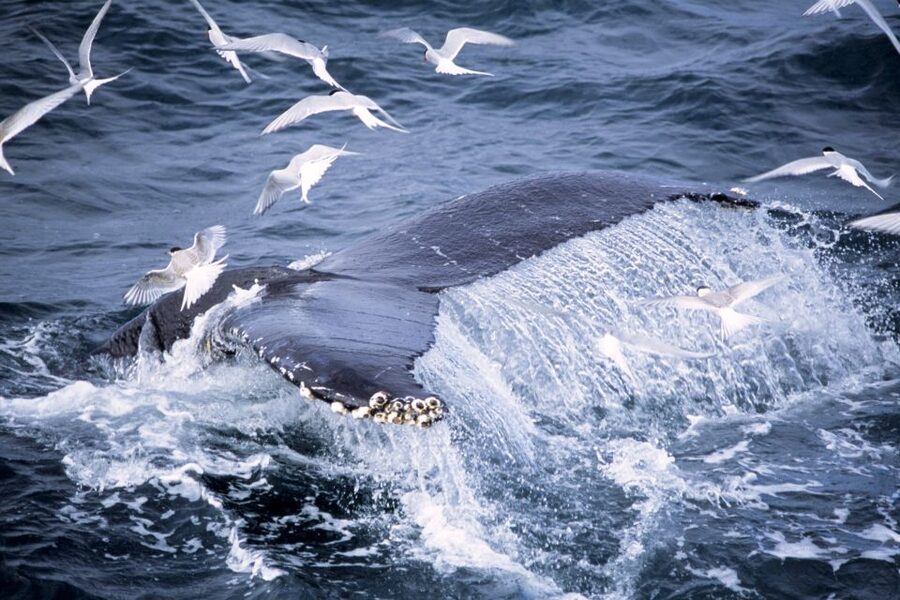 Akureyri: Whale Watching in the Midnight Sun - Practical details that shape the day