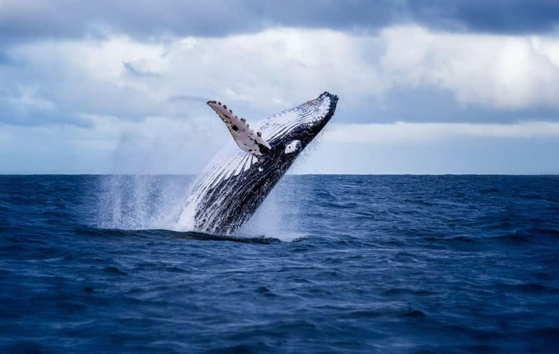 Akureyri: Whale Watching Shore Excursions - Leaving Akureyri for Eyjafjörður