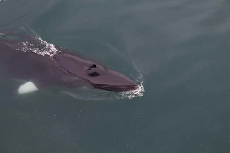 Akureyri: Whale Watching Shore Excursions - How the whale search unfolds