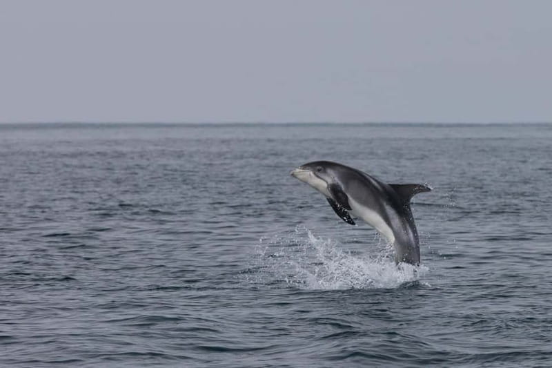 Akureyri: Whale Watching Shore Excursions - Staying warm on the catamaran