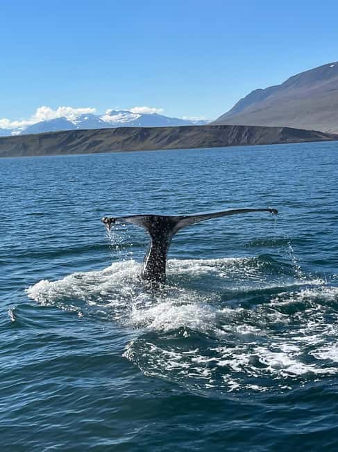 Akureyri: Whale Watching Tour with Transfer from Port - Key points before you book