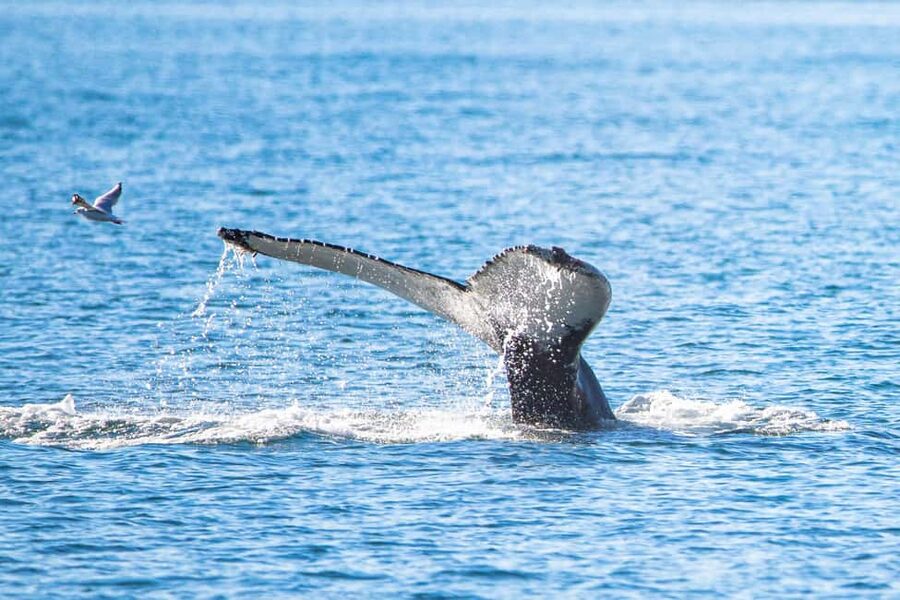 Akureyri: Whale Watching Tour with Transfer from Port - The 30-minute bus ride through Eyjafjörður