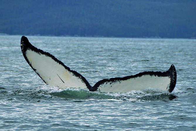 Alaska Whale Watching Cruise w/ 3 HOURS on the water - From Juneau’s docks to Auke Bay