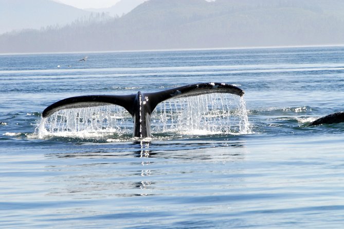 Alaska Whale Watching Cruise w/ 3 HOURS on the water - The weather-dependent Mendenhall Glacier view