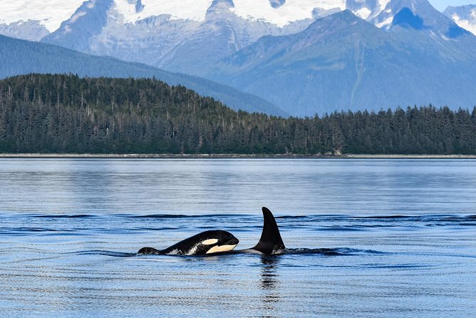 Alaska Whale Watching Cruise w/ 3 HOURS on the water - What the price includes at $159
