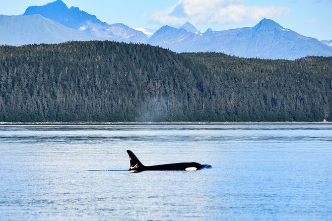 Alaska Whale Watching Cruise w/ 3 HOURS on the water - Who will get the most from this whale watch