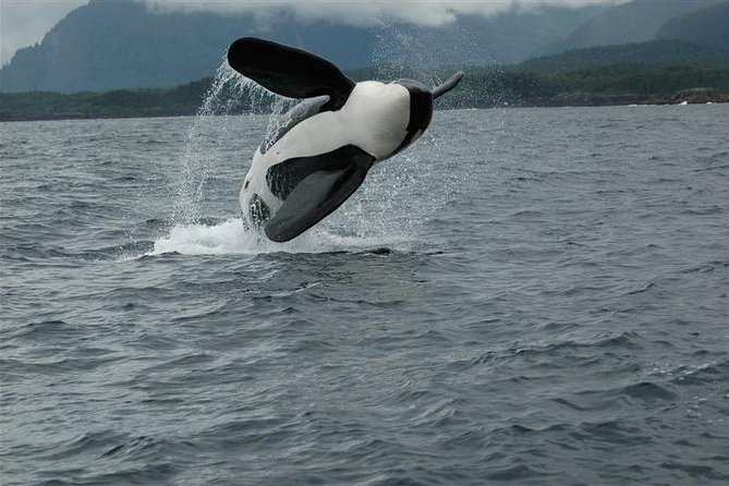 Alaska Whale Watching Cruise w/ 3 HOURS on the water - Booking details and cancellation terms