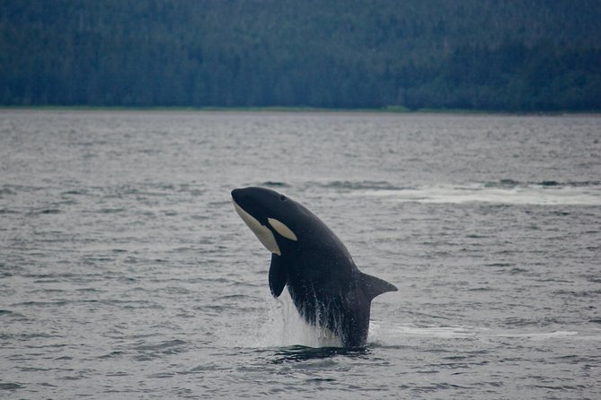 Alaska Whale Watching Cruise w/ 3 HOURS on the water - Should you book this Juneau whale watch?