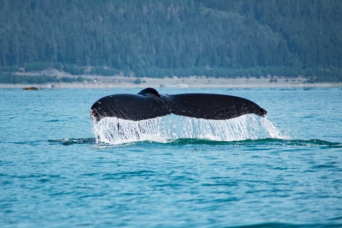 Alaska Whale Watching Cruise w/ 3 HOURS on the water - Three hours among humpbacks, orcas, and sea lions