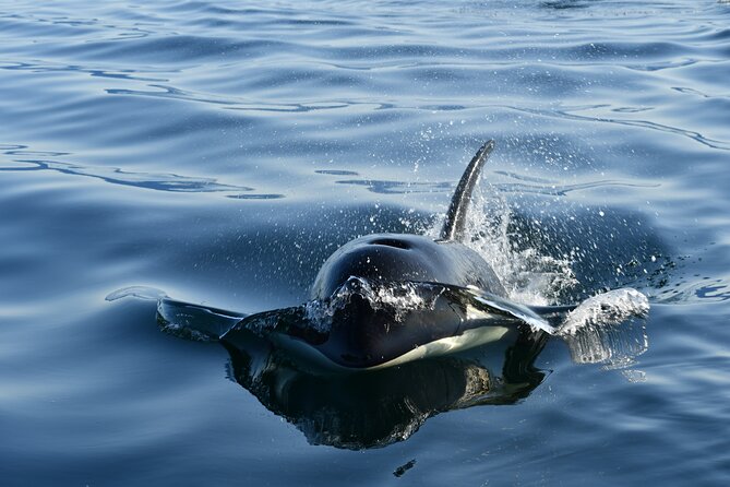 Alaska Whale Watching with bonus Drone viewing of Whales - Key points before you book