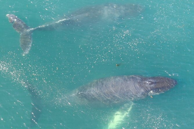 Alaska Whale Watching with bonus Drone viewing of Whales - Why the drone changes a Hoonah whale watch