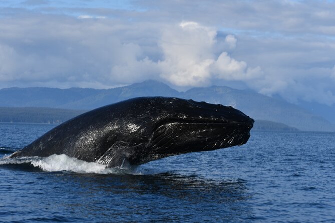 Alaska Whale Watching with bonus Drone viewing of Whales - The wildlife you may see in Icy Strait