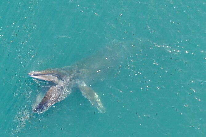 Alaska Whale Watching with bonus Drone viewing of Whales - The value of $249 for three hours
