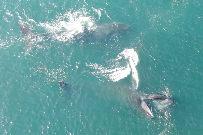 Alaska Whale Watching with bonus Drone viewing of Whales - Getting from your ship to the Excursion Hub