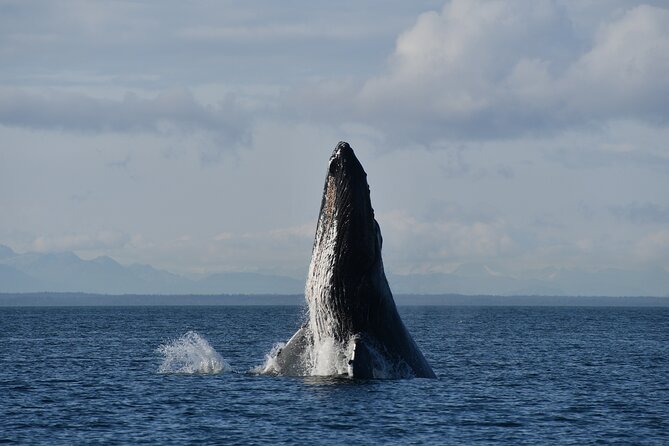 Alaska Whale Watching with bonus Drone viewing of Whales - Who will enjoy this boat trip most