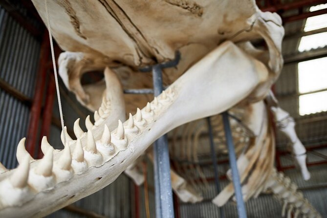 Albany's Whale Story - A 30-minute café stop for tea and cake