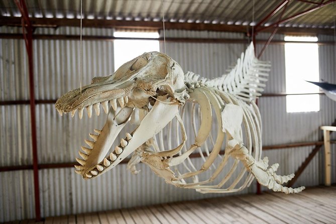 Albany's Whale Story - What $99 buys you