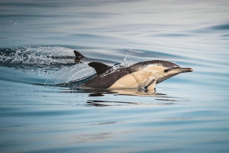 Algeciras: Dolphin and whale watching in reduced groups - Key points to know before you go