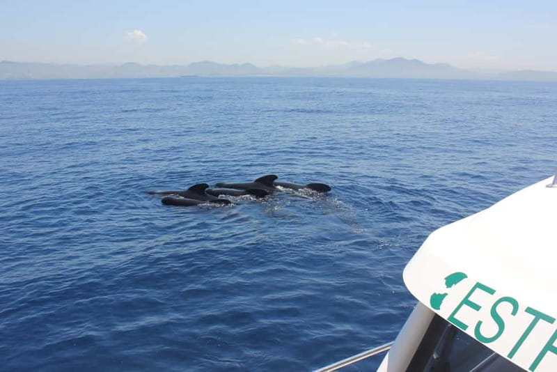 Algeciras: Dolphin and whale watching in reduced groups - Setting out from Algeciras Marina