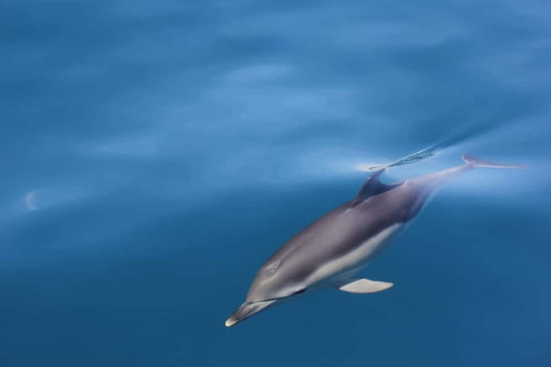 Algeciras: Dolphin and whale watching in reduced groups - Looking for common, striped, and bottlenose dolphins