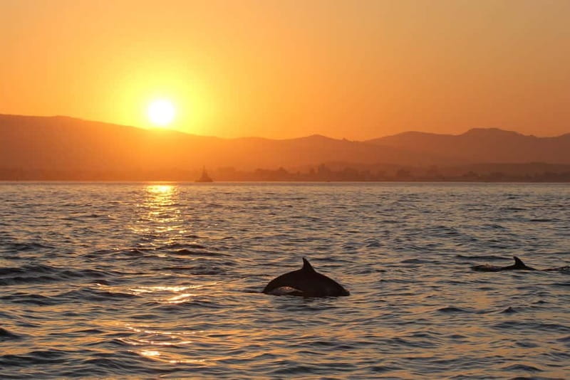Algeciras: Dolphin and whale watching in reduced groups - A biologist turns sightings into understanding