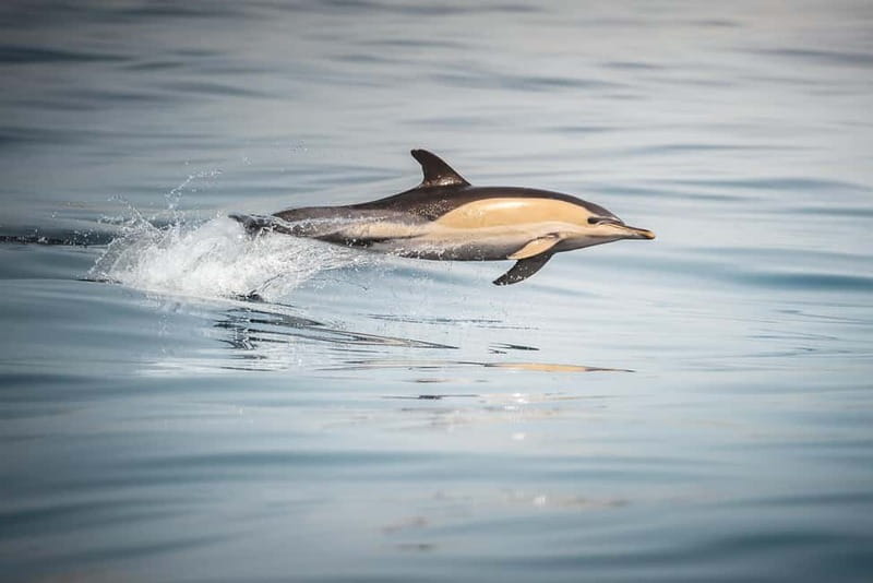 Algeciras: Dolphin and whale watching in reduced groups - The chance of a fin whale