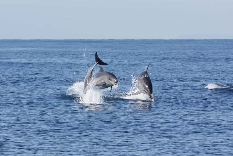 Algeciras: Dolphin and whale watching in reduced groups - Comfort, weather, and what to pack