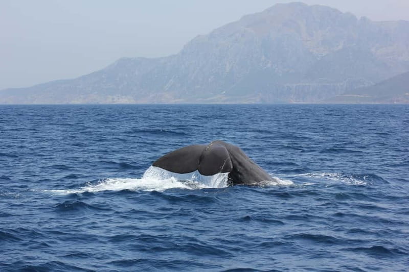Algeciras: Dolphin and whale watching in reduced groups - Why six passengers changes the experience