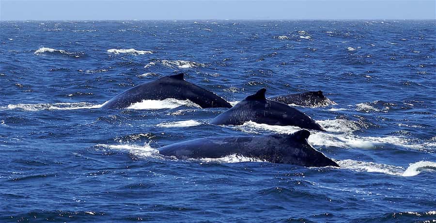 All In One- Dolphins, Whales, Snorkeling & Lunch onboard - A full morning and afternoon on Mauritius’s west coast