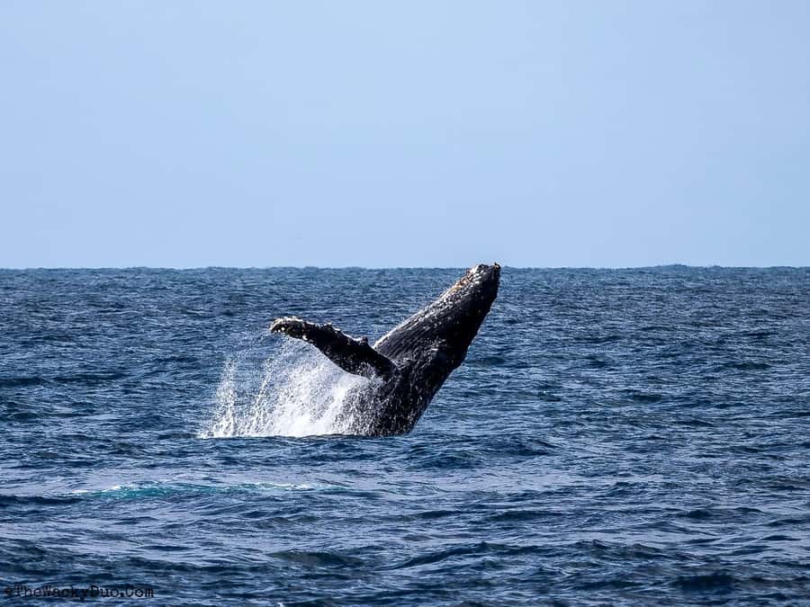 All In One- Dolphins, Whales, Snorkeling & Lunch onboard - Crystal Rock and the western seascape