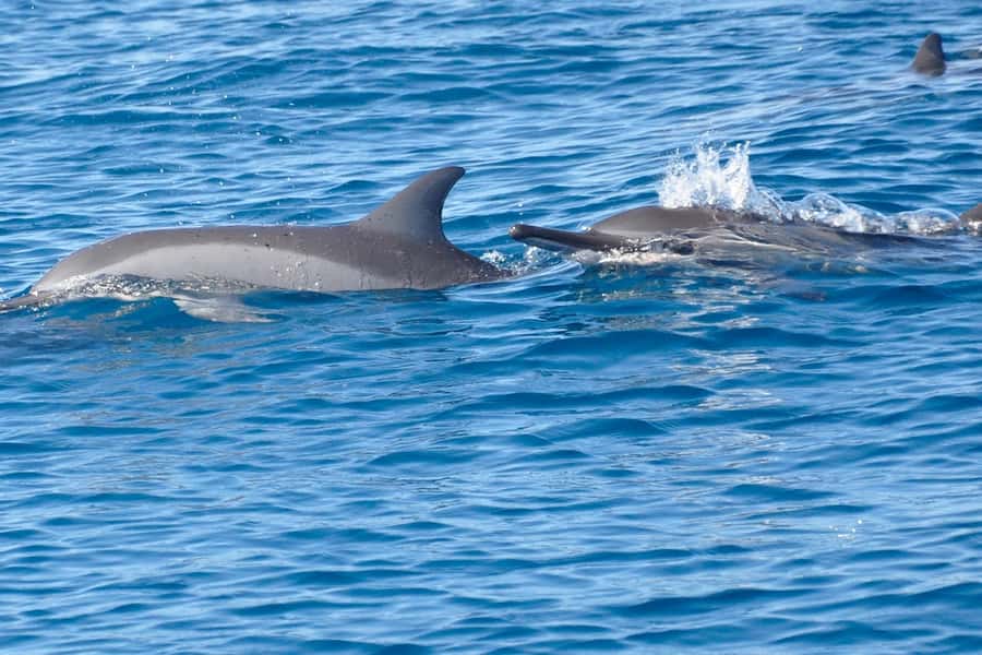 All In One- Dolphins, Whales, Snorkeling & Lunch onboard - Snorkeling in the natural aquarium