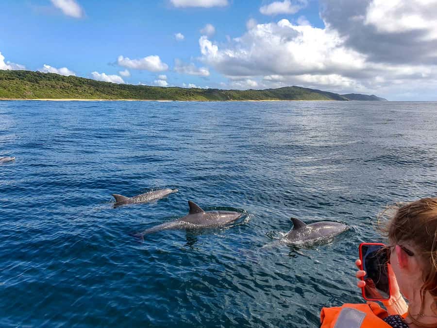 All In One- Dolphins, Whales, Snorkeling & Lunch onboard - The BBQ meal, with one important clarification