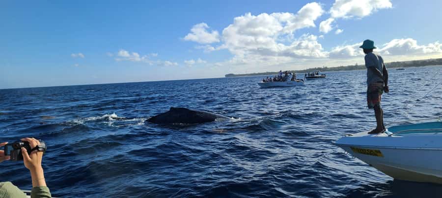 All In One- Dolphins, Whales, Snorkeling & Lunch onboard - Should you book this private west-coast outing?