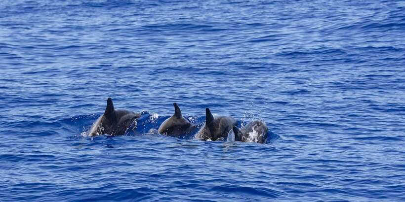 All Inclusive Mirissa Whale and Dolphin Watching Boat Ride - How this compares with a guaranteed attraction