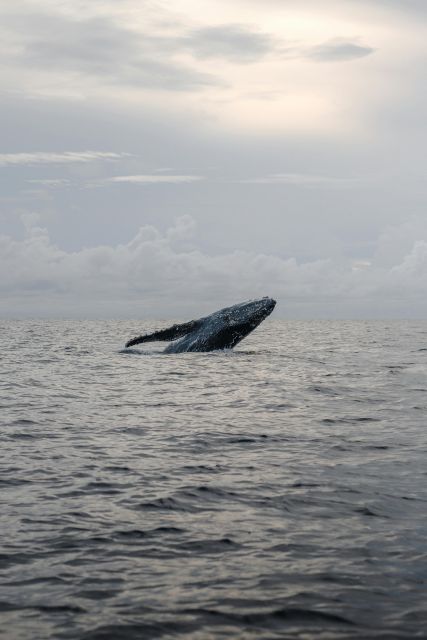 All Inclusive Mirissa Whale and Dolphin Watching Boat Ride - Who will enjoy this boat ride most