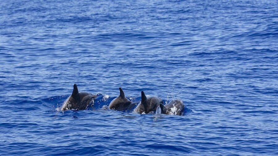 All Inclusive Mirissa Whale & Dolphin Watching + Snorkeling - Who should book this Mirissa experience