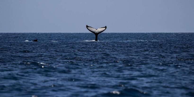 All Inclusive Mirissa Whale & Dolphin Watching + Snorkeling - Ninety minutes snorkeling with turtles
