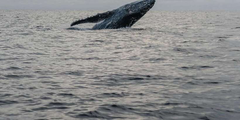 All Inclusive Mirissa Whale & Dolphin Watching + Snorkeling - What the $145 price really covers