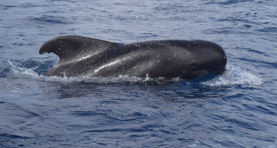 All Inclusive Whale and Dolphin Watching Luxury Tour - Key points at a glance